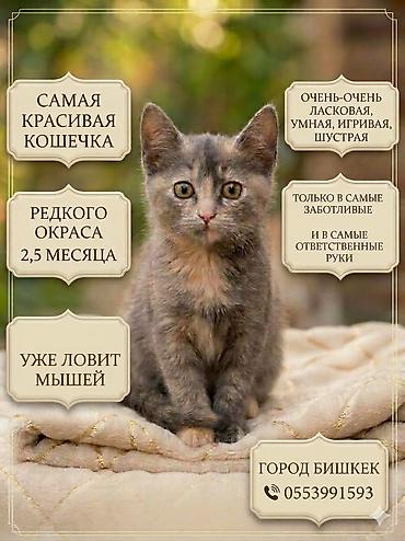 куда можно сдать кошку: Кошечка девочка 2 месяца. Отдам даром только в любящие ответственные — 1