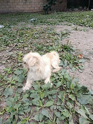 İtlər: Pekines, 1 il, Erkek, Ünvandan götürmə — 2