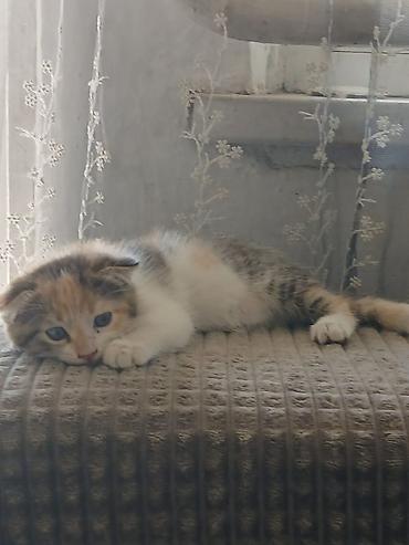 белые котенки: Котята, домашнее потомство. - Порода: беспородные (домашние). - — 6