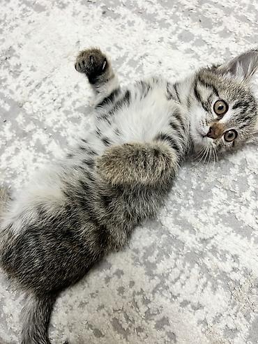 кошки серые: Беспородная, 3 месяца, Девочка, Серый, Приучена к лотку — 3