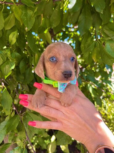 Psi: Odgajivacnica pasa "Happy Puppies" ima u ponudi patuljaste jazavicare — 6