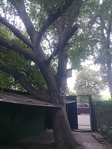 необычные подарки магазин удивительных вещей: ДЕРЕВО КАБ ГРЕЦКОГО ОРЕХА 🌲🌲🌲🌲🪾🪾🪾🪾🪾🪾🪾🪾🪾🪾🪾🪾 75 лет