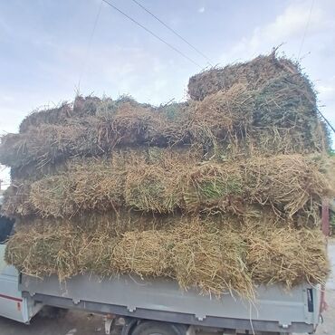 продажа щенков немецкой овчарки с документами в бишкеке: 260штук