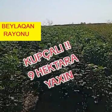 sabunçuda kirayə evlər 2025: 8 sot, Biznes üçün, Mülkiyyətçi, Kupça (Çıxarış)