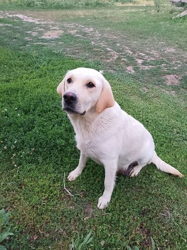 Продажа собак: Лабрадор-ретривер, 2 месяца, Самец — 4