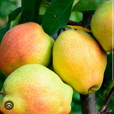 Клубника: Клубника — 29