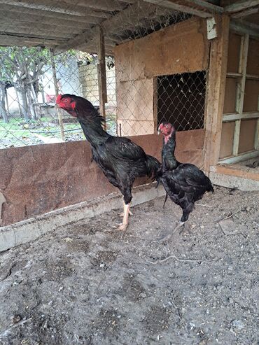 кольчатый попугай цена: Heyratı xoruz və toyuqu hər iksidə 12 aylıqdı xoruz döyüş görməyib