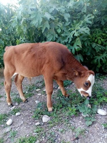 cuce yemleri: Dişi, il: 3, Damazlıq, Südlük, Ətlik, Ünvandan götürmə