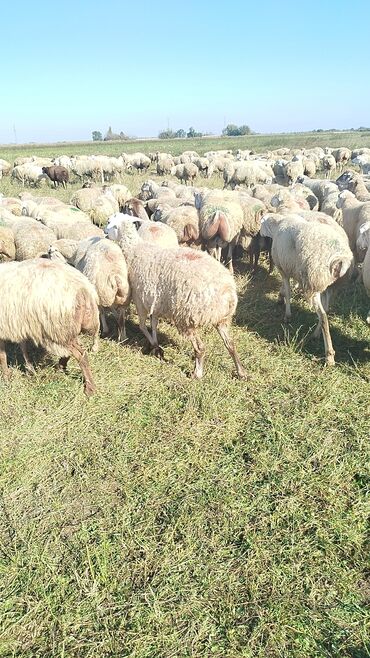 Qoyunlar, qoçlar: Qoyun sürüsü – ət və süd istiqamətli yerli cinslər - Şəkillərdə geniş -da lalafo.az — 27 Qoyunlar, qoçlar: Qoyun sürüsü – ət və süd istiqamətli yerli cinslər - Şəkillərdə geniş — 27