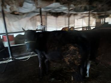 Коровы, быки: Продаю | Тёлка | На забой | Привязанные — 5