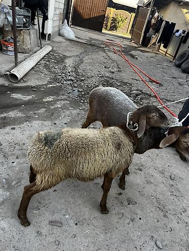 шейшеп на русском: Продаю | Овца (самка) | Арашан | Для разведения — 2