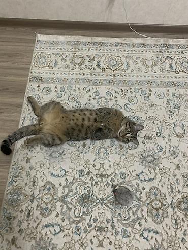 пантера слыв: Кошка даром: Беспородная, 4 года, Мальчик — 3