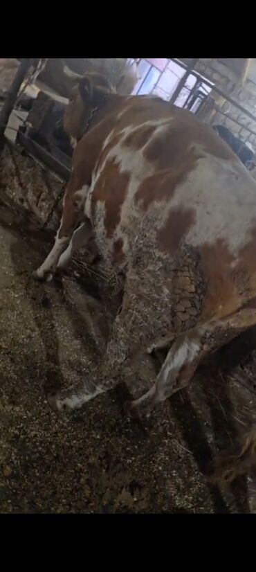 Inəklər, öküzlər: Salam aleykum super 2 dene iney diler cüt 6400 diyilir razılaşmaq olar — 14