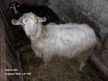 Qoyunlar, qoçlar: QOYUN-QUZU KEÇİLƏR — 7