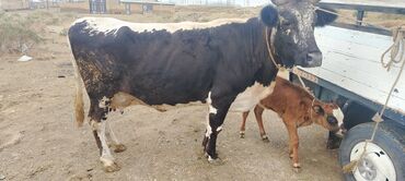 sudlu kecilər: Dişi, il: 3, 500 kq, Südlük, Pulsuz çatdırılma