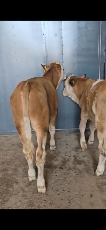 Dana, buzov: Məhsul: Simental cinsli buzovlar Təsvir: - Rəng: açıq-qəhvəyi/ağ — 8