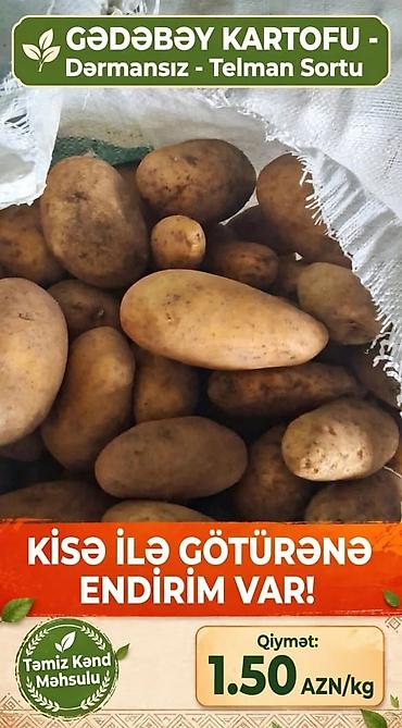 Gədəbəy kartofu – dərmansız yetişdirilən Telman sortu. Təmiz kənd