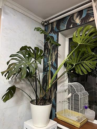 dry monster: Монстера деликатесная (Monstera deliciosa), крупное взрослое комнатное — 3