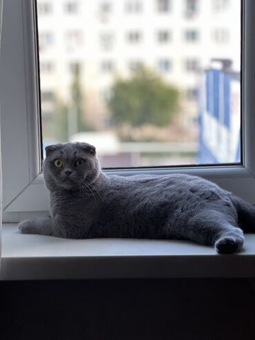 сибирский кот цена: Шотландский скоттиш фолд (вислоухая) Девочка 1,5 годика Молодая