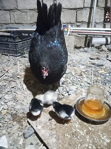 avstrolop cuceleri: Toyuq, Australorp, Damazlıq, Ünvandan götürmə — 7