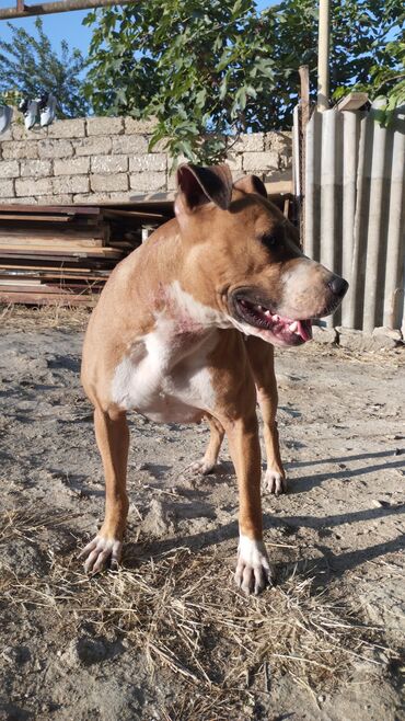 it davası: Pitbul, 10 ay, Dişi, Ünvandan götürmə