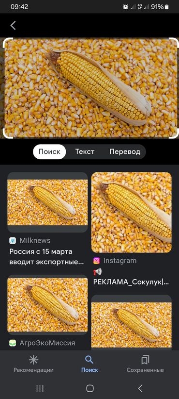 мака кукуруз: Продаю кукуруза сухие по 15 сом сорт пионер