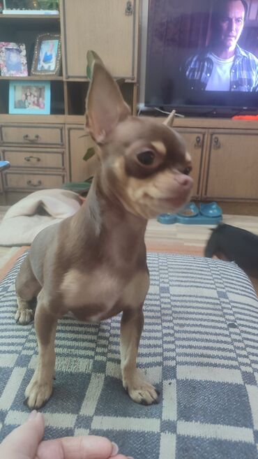 Вязка собак: Вязка. Предлагается для вязки, то есть для любовных встреч — 10