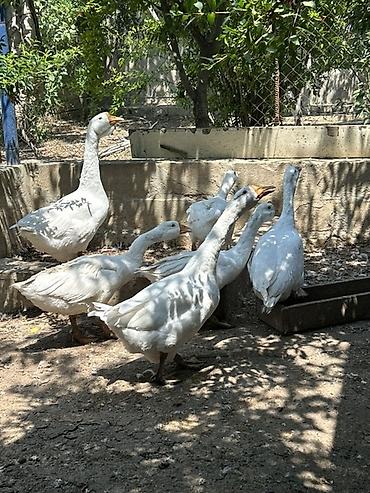 cins inəklərin satışı: Ağ qaz sürüsü 5 əd. KUBAN SORTU QAZLAR - Növ: Ənənəvi ağ qazlar — 1