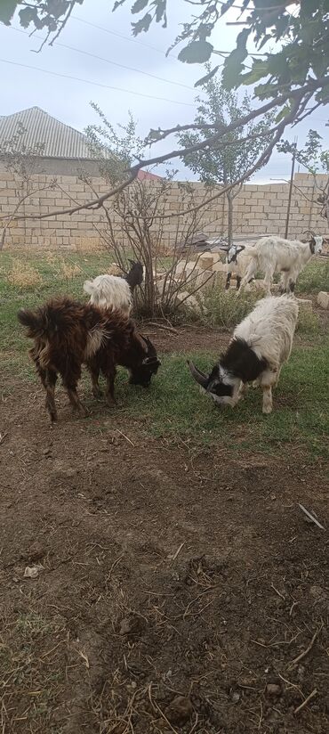İtlər: 7-ədəd təkə satılır. qiyməti 150₼ kök kəsimlik təkələrdi. Ünvan