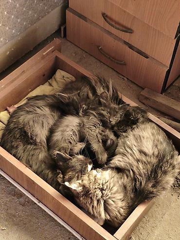 сибирская кошка черно белая: Бесплатно отдаем .Котята домашние, пушистые, из одного помёта. порода — 1