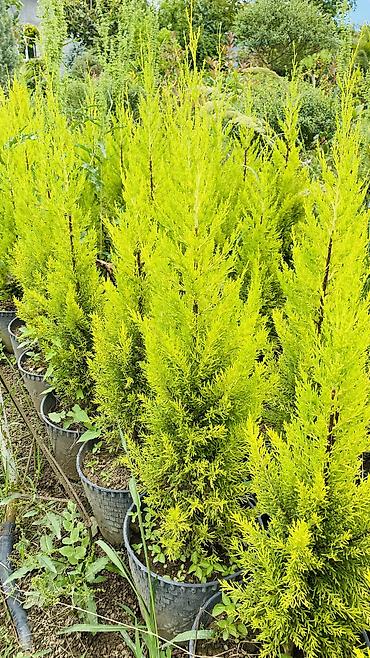 ağac tinglərinin satışı: Limonni yolka say hal hazırda 800 eded var sifariş üçün əlaqə saxlaya — 2