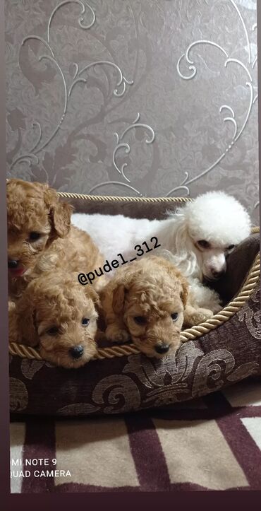 померанский шпиц купить недорого: Пудель, 1 айлык, Эркек, Ит тегин тастыктоочу документ