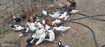 Ördəklər: Məhsul: Muskovi (Hind) ördəkləri – müxtəlif rənglərdə sürü Təsvir: - — 7