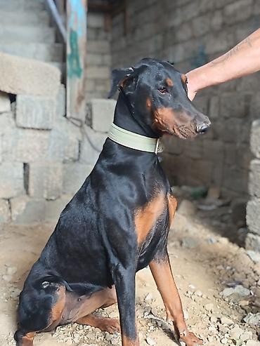 Doberman lalafo.az -da Doberman