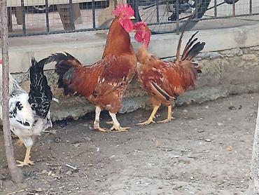 sezar quşu: Xahiş olunur elanı diqqətlə oxuyun 4 ədəd xoruzdu Qırmızı yekə 1 yaş — 4