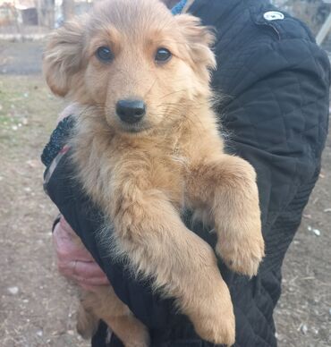 собака кангал цена: Собака даром: Дворняжка, 3 месяца, Самка