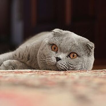 кот британский: Срочно Куплю ❗️ чистокровных шотландских котят! Вислоух✅