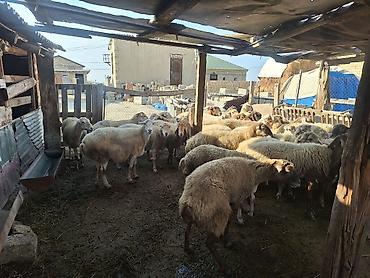 qoyun itləri: Kök kəsgilik heyvanda var damazdığa gedəndə var seçib də götürə bilər — 3