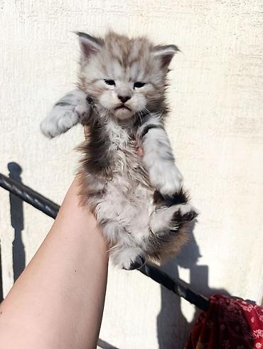 сибирские кошки: Котята мейн-кун!!!❤️❤️💙 Истинная красота рождается там, где природа — 6