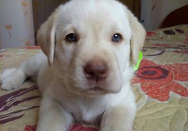 labrador retriever: Retriever, 5 il, Erkək, Cütləşmə üçün — 4