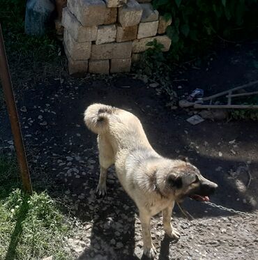 İtlər: Kanqal, 1 il, Dişi, Ünvandan götürmə