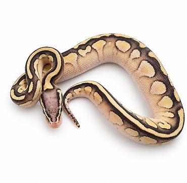 at satilir: Kral pitonu balaları satışdadır Caspian Snake-də artıq yeni evlərinə — 5
