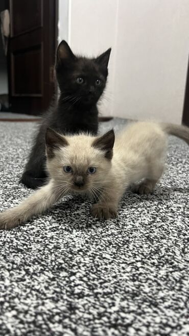 дом для котят: Котята, помёт из двух малышей. - Окрас: один кремово-пойнтовый с
