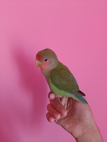 “Lovebird” nerazluçnik tutuquşusu Ruçnoy quşdur əldə oturur baladır lalafo.az -da “Lovebird” nerazluçnik tutuquşusu Ruçnoy quşdur əldə oturur baladır