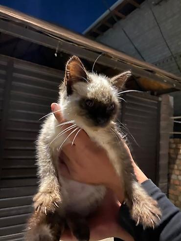 Кошки: 3 месяцКотёнок с окраском колор-пойнт (сиамский тип). - Возраст — 1