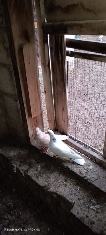 кавказская овчарка купить: Salam Uçan quşlardi cütü 14m