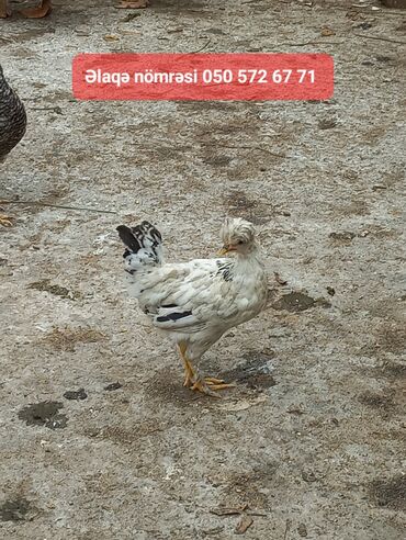 Птицы: Satılır cücələr cütü 16m