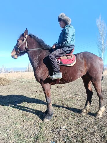 Лошади, кони: Продаю | Жеребец | Рабочий — 4