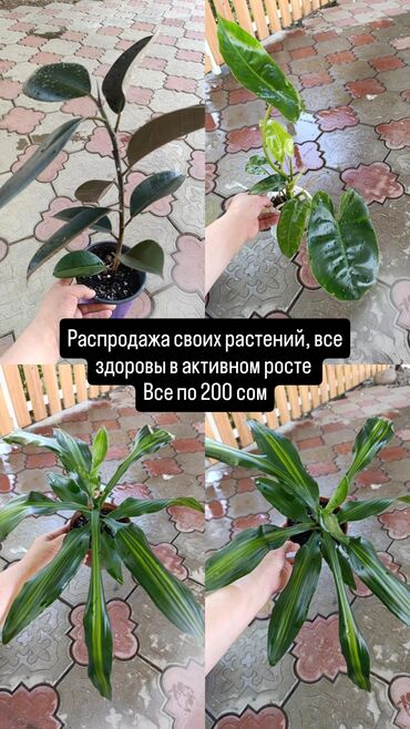 сколько стоит мясо домашнего бройлера: Распродажа своих домашних растений, все здоровы и активно растут, цены