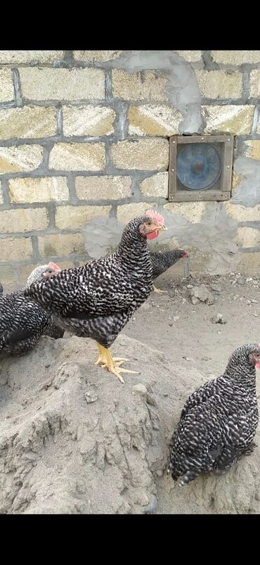 сколько стоит собака бу: Toyuq cücələri, Damazlıq